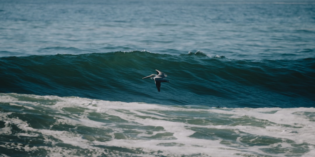 Top Surfers in the Rankings — Taghazout Morocco